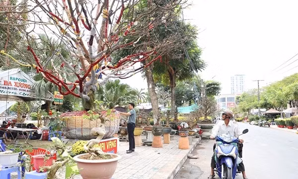 cay2.jpg