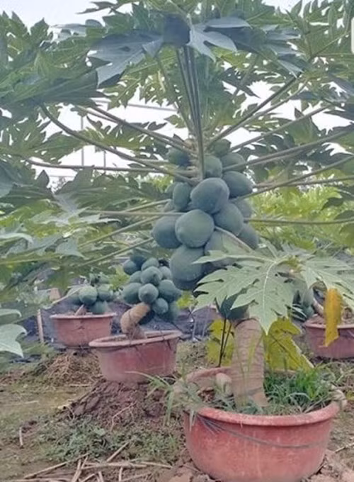 bonsai8.jpg