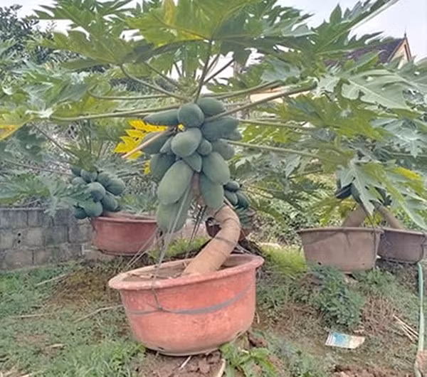 bonsai10.jpg