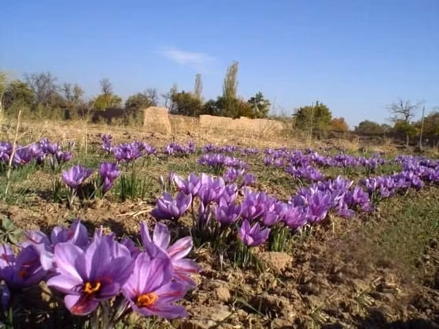 nghe-tay9.jpg