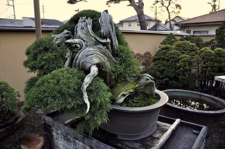 bonsai-3.jpg