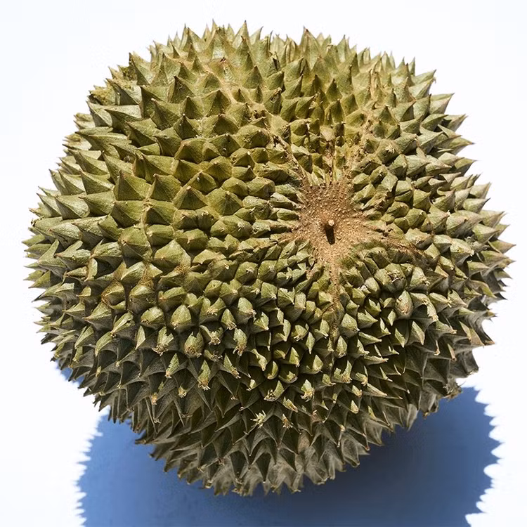 sau-rieng4.jpg