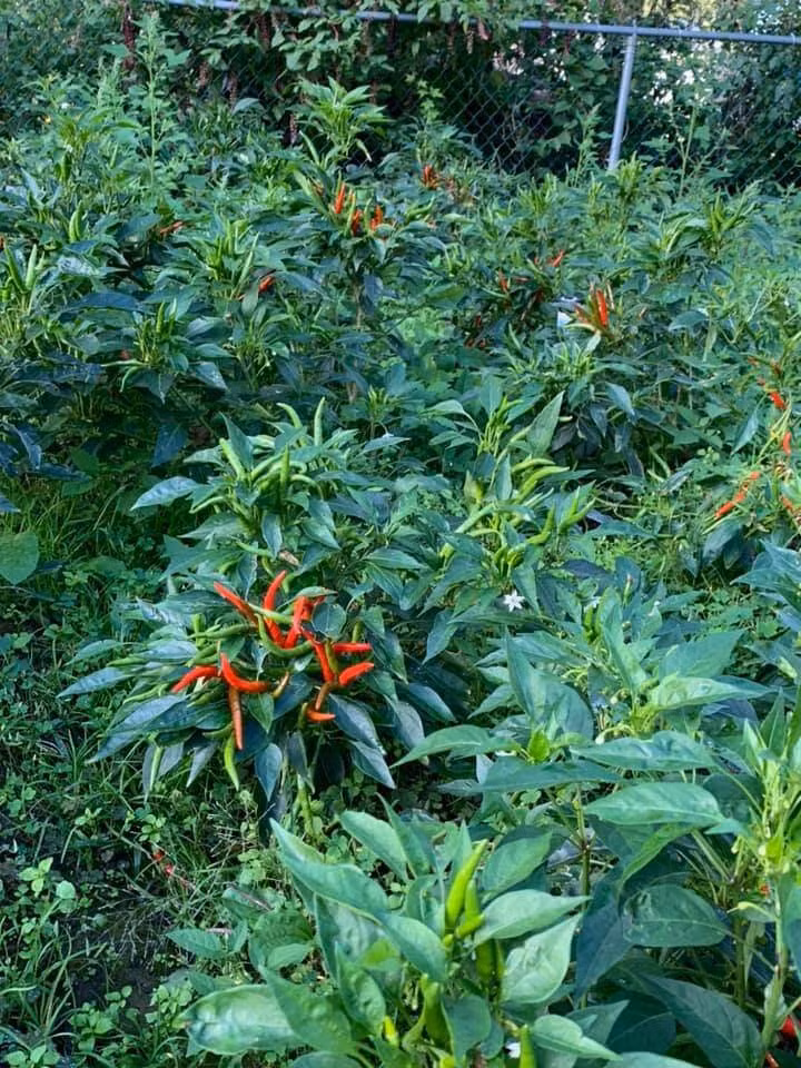khu-vuon12.jpg