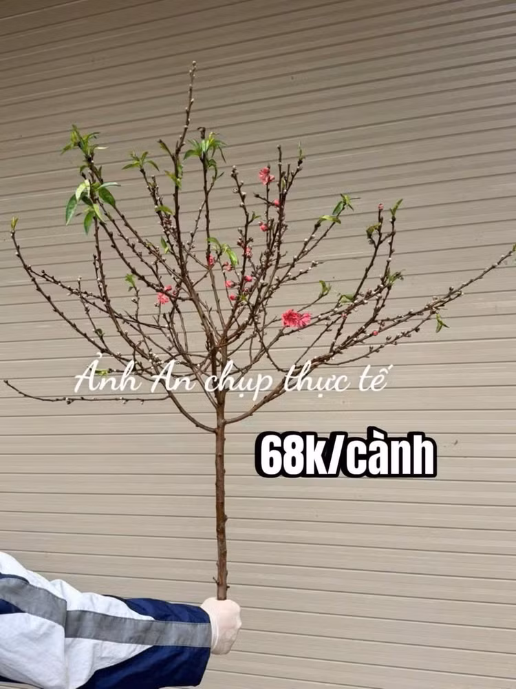 dao7.jpg