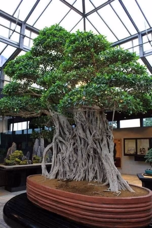 bonsai2.jpg