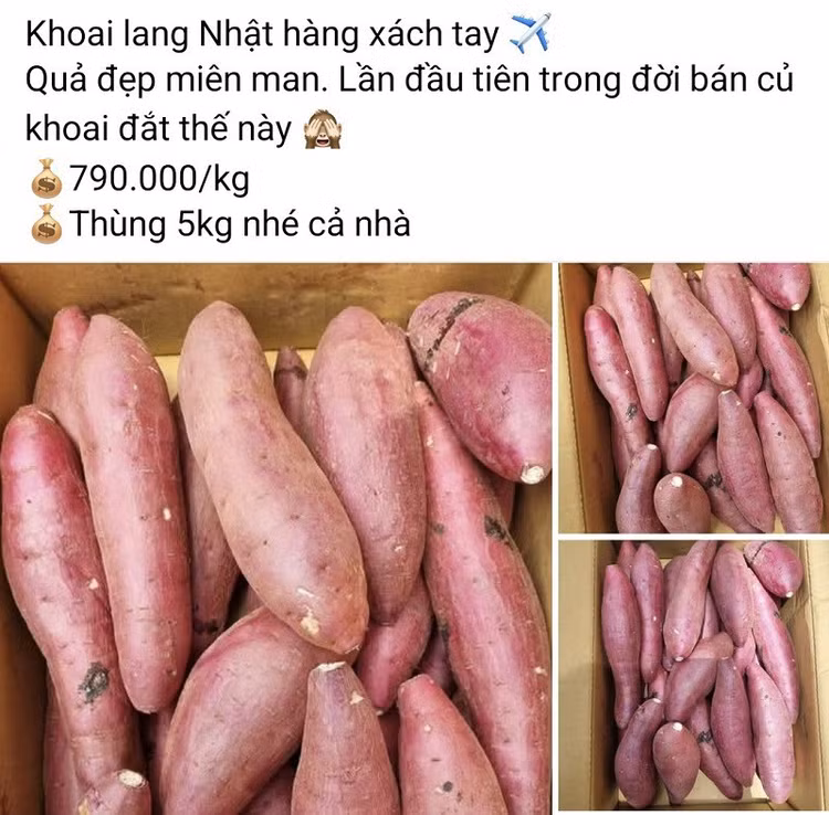khoai-lang2.jpg