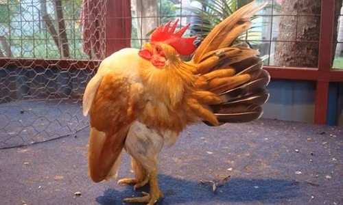 ga3.jpg
