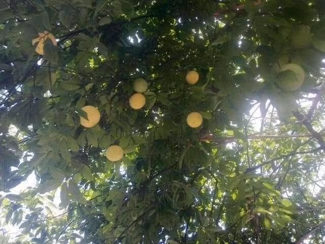 bonsai13.jpg