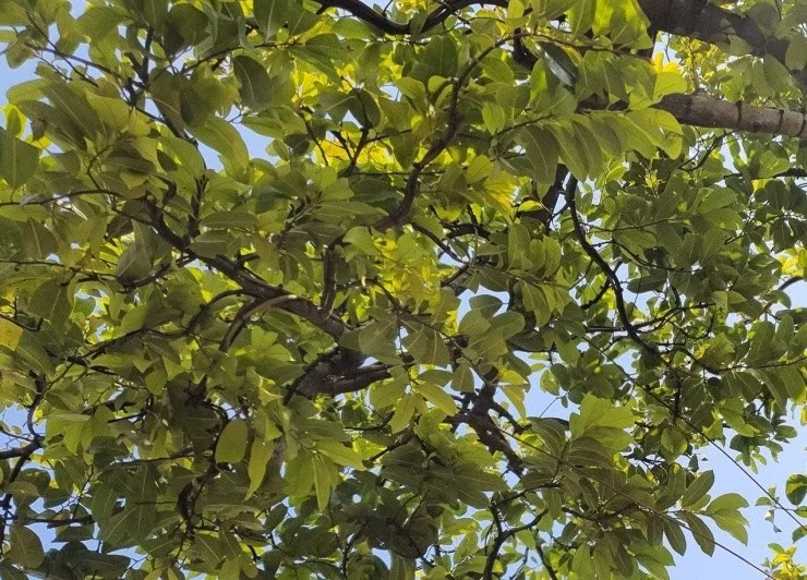 bonsai7.jpg