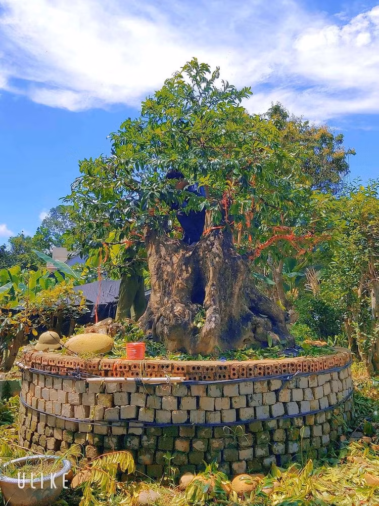 bonsai12.jpg