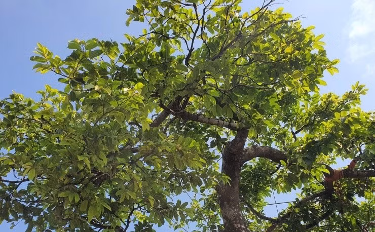 bonsai10.jpg