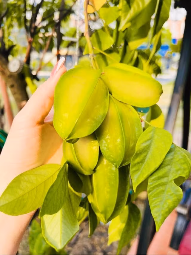 nhat-kim-anh10.jpg
