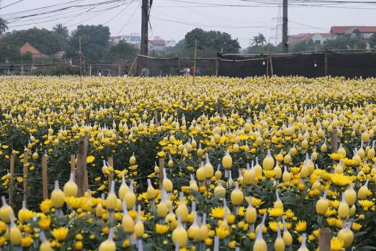lang-hoa4.jpg