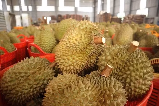 sau-rieng11.jpg
