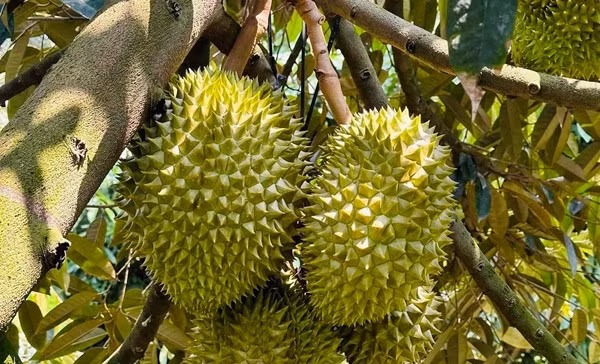 sau-rieng8.jpg