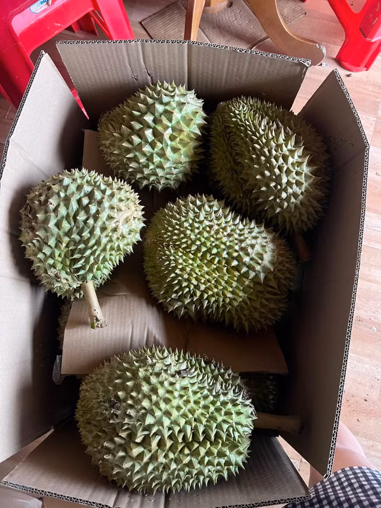 sau-rieng6.jpg