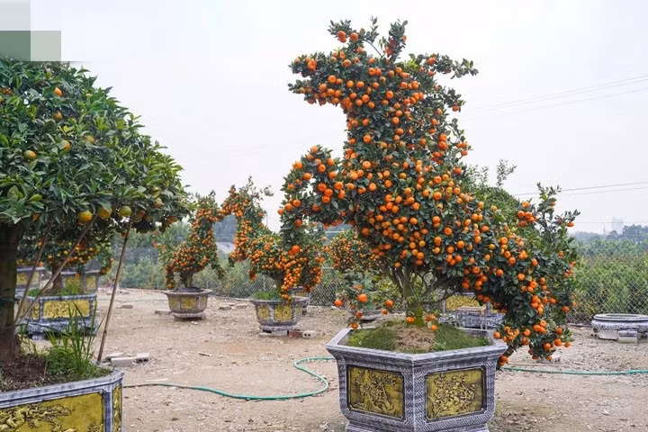 quyt-canh3.jpg