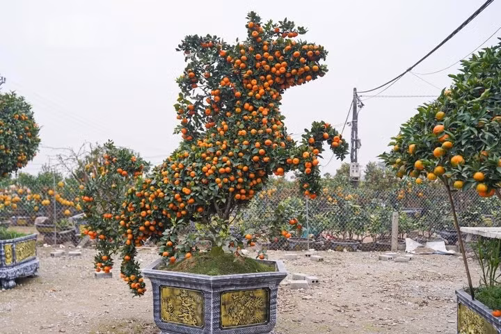 quyt-canh4.jpg