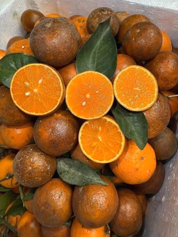 quyt6.jpg