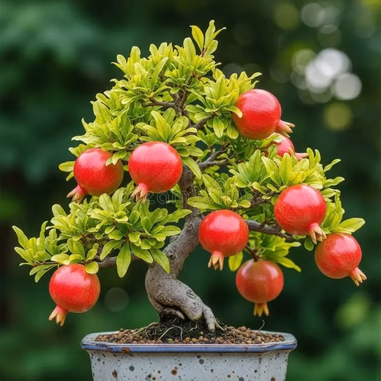 bonsai4.jpg