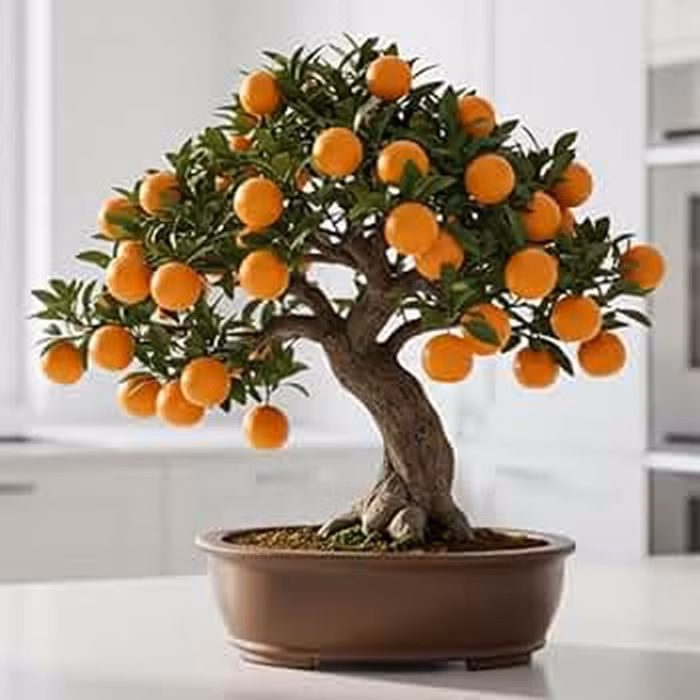 bonsai2.jpg
