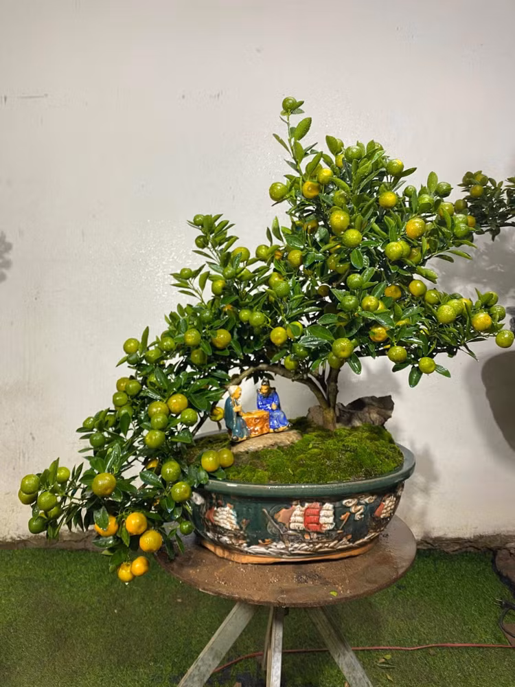 bonsai9.jpg
