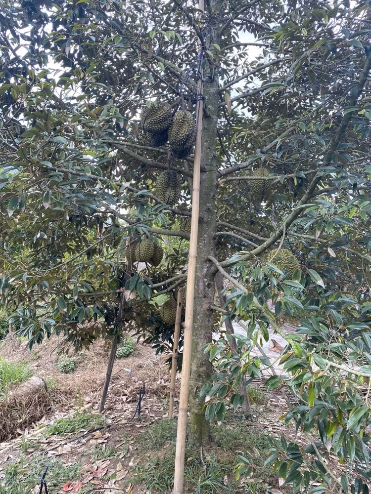 sau-rieng9.jpg