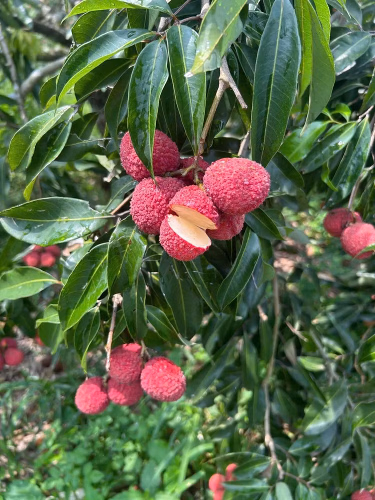 vai-thieu10.jpg