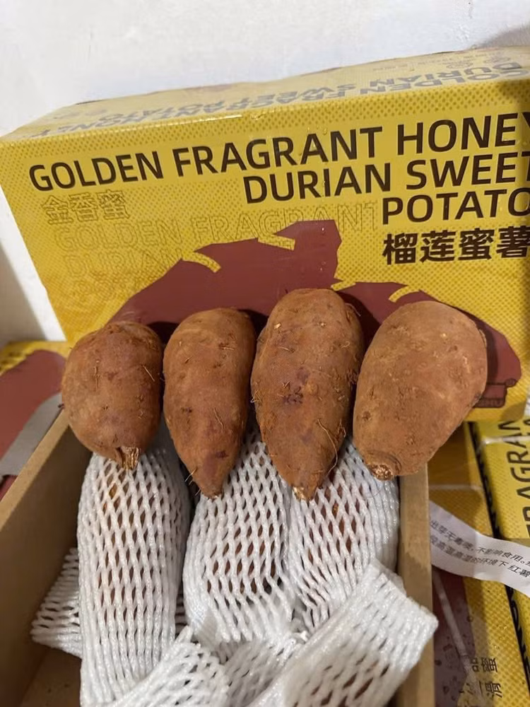 khoai-lang4.jpg