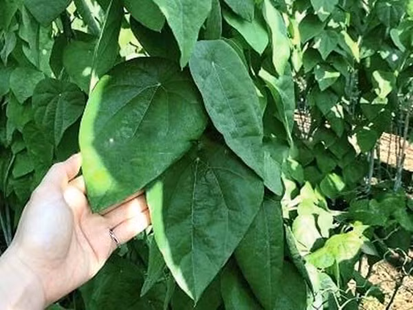 cay-dai9.jpg