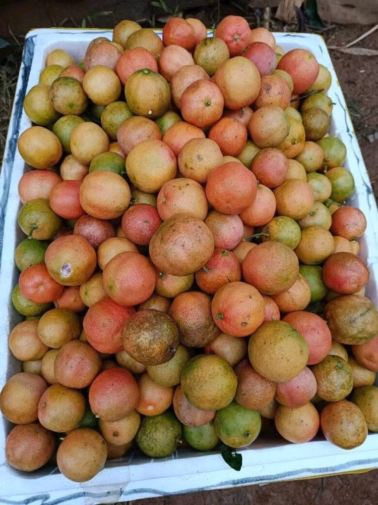 chanh2.jpg