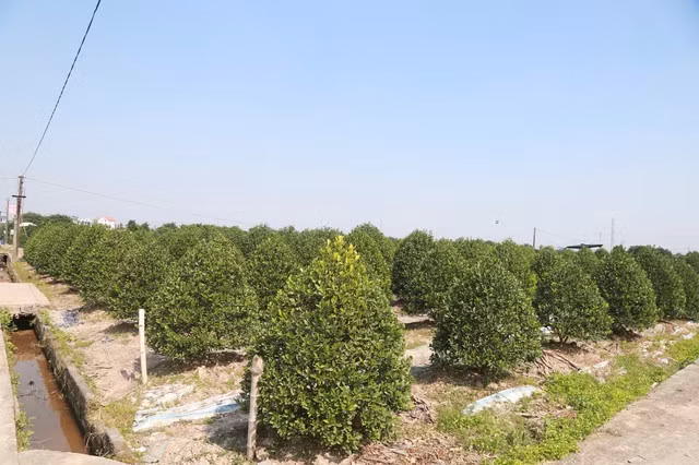 quat-canh2.jpg