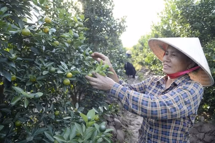 quat-canh12.jpg