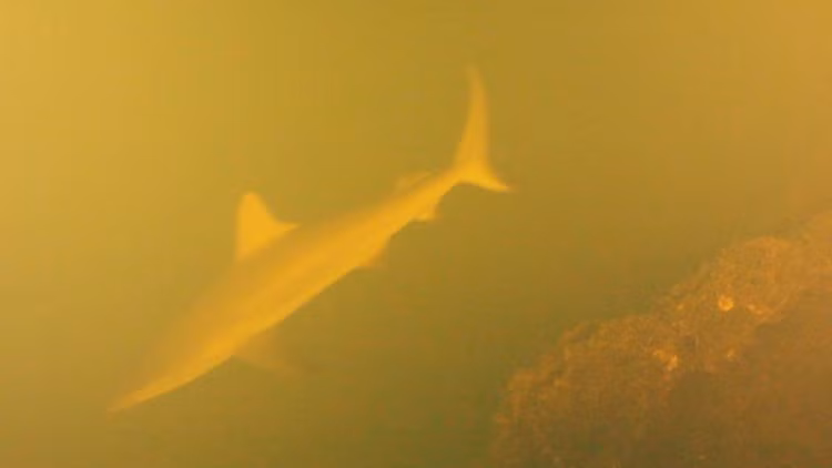 caaa-1.jpg