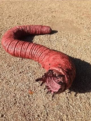 giunn-6.jpg