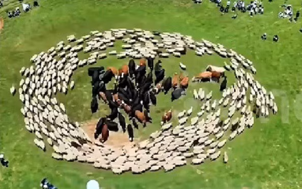cuuu-1.jpg