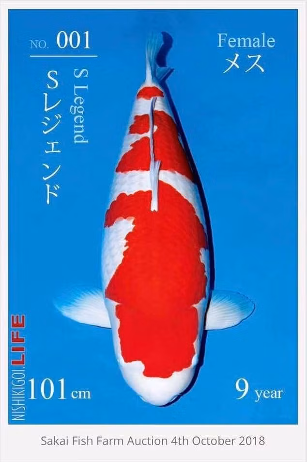 caaa-3.jpg