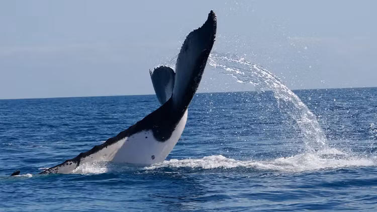 ky-luc-1.png
