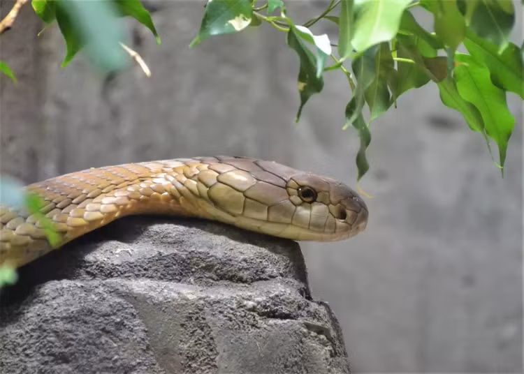 rann-5.jpg