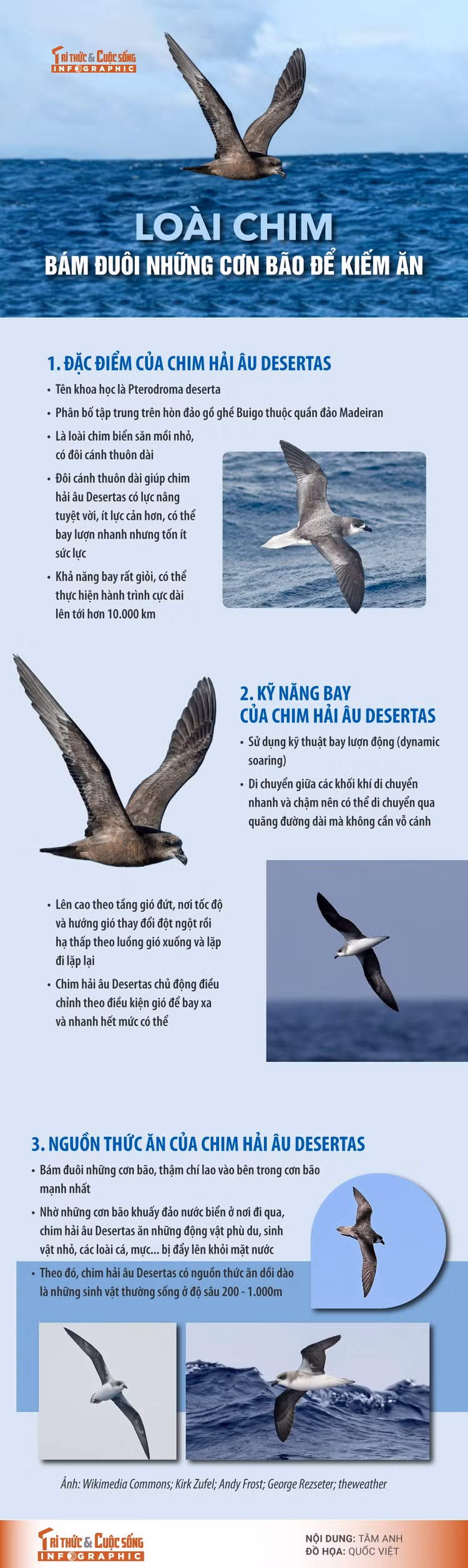 chim-hai-au.jpg