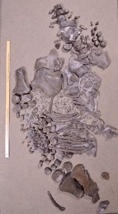 loai-8.jpg