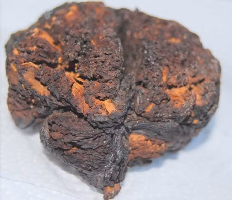 bo-nao-1.jpg