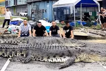 Hơn chục người Malaysia chiến đấu tiêu diệt cá sấu khổng lồ