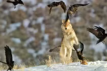 Giải mã sự phối hợp "team work" ăn ý của quạ và sói 