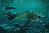 Phát hiện loài thủy quái mới Tylosaurus rex từng thống trị biển cả