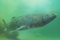 Giải mã bộ gene cá mập Greenland và những bí mật về tuổi thọ