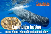 [INFOGRAPHIC] Vì sao long diên hương được coi là vàng nổi của biển