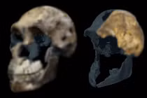 Phát hiện bất ngờ về hài cốt nữ giới Homo naledi tại Nam Phi