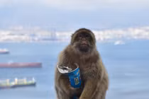 Hành vi kỳ lạ của khỉ Gibraltar, ăn đất để bảo vệ hệ tiêu hóa?
