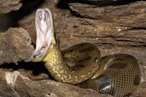 Kích thước của trăn Anaconda đã không thay đổi suốt hàng triệu năm